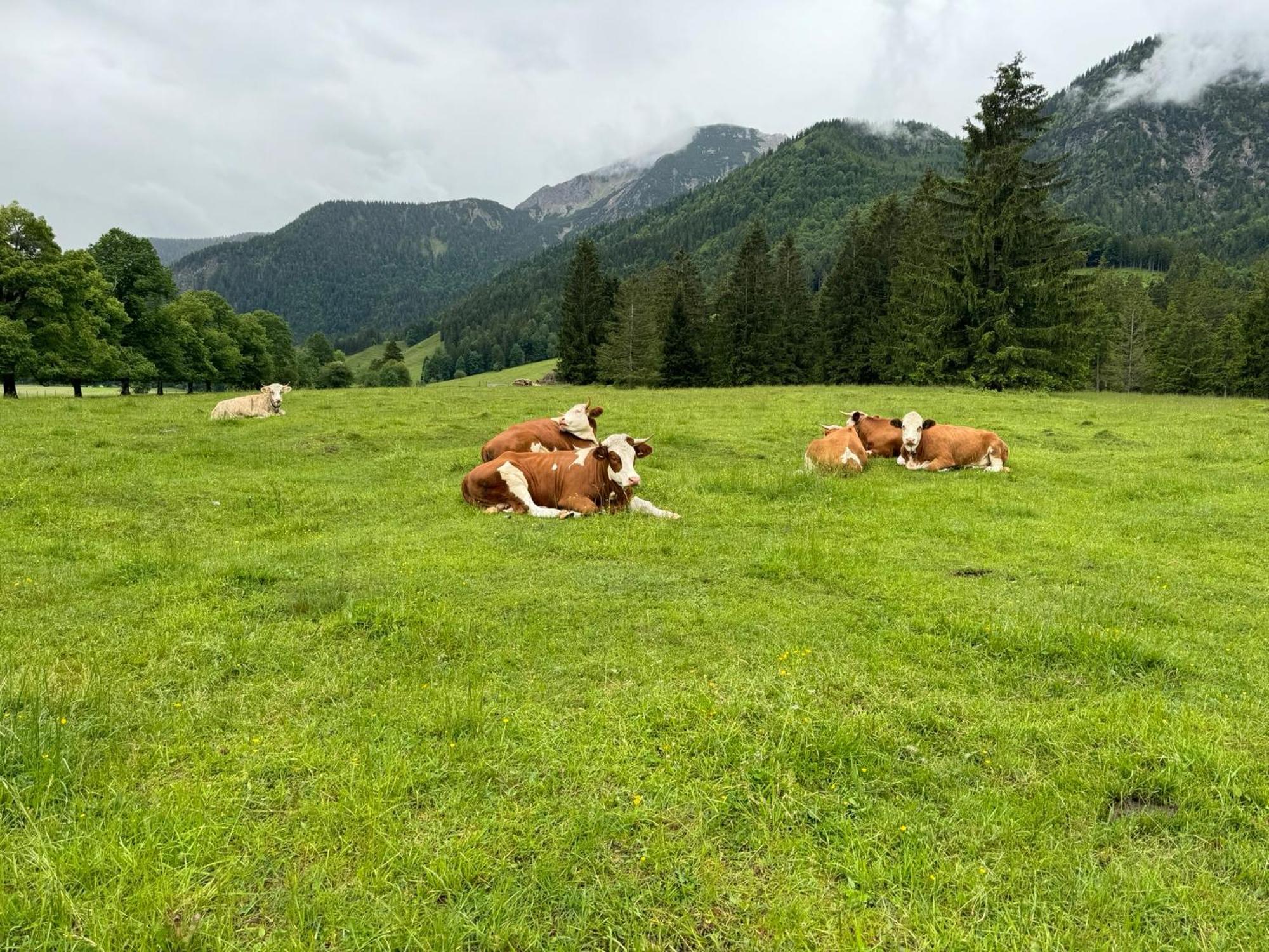 Panorama *